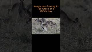 Kangaroos Grazing in Tall Grass on a Windy Day nature wildlife shorts [upl. by Layne]