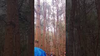 Pine Forest Kodaikanal pineforest shorts travel kodaikanaltouristplaces [upl. by Nolaj53]