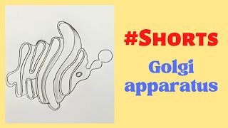 Golgi apparatus How to draw Golgi apparatus easily shorts rahularts biologydiagram [upl. by Greenleaf177]