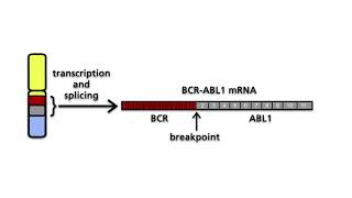 BCRABL1 and the Philadelphia chromosome  Part 2 The Philadelphia chromosome [upl. by Heater]