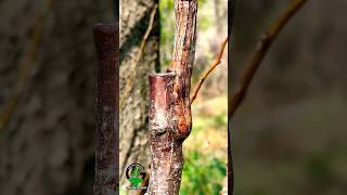 Apricot tree grafting satisfying shorts [upl. by Hoebart625]