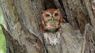 Red Morph Eastern Screech Owl Whinnying Call  Territorial Call [upl. by Kelwin414]