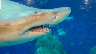 The Scary SHARKs at Denver Aquarium CO [upl. by Oznecniv]