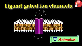 Ligand gated ion channels Animated BPharm 4th sem Pharmacology 1 [upl. by Irah]