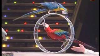 Trained parrots [upl. by Rolland]