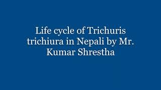 Life cycle of Trichuris trichiura in Nepali [upl. by Dranal]