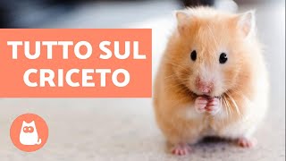 TUTTO sul CRICETO  Cure e alimentazione [upl. by Wenz424]