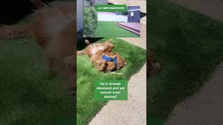 Come DIY A Doggy Potty Area With Me How to install artificial grass artificialgrass pottytrain [upl. by Minsk]