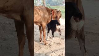 The goats are enjoying the best day of the year shorts short shorts। Cattle Farm 12oct e1 [upl. by Otilrac188]