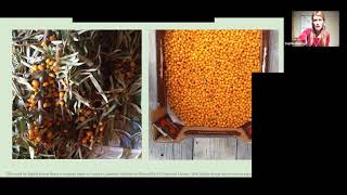 RnP presents Hippophae rhamnoides seabuckthorn  Permaculture plants series Temperate [upl. by Aihsi265]