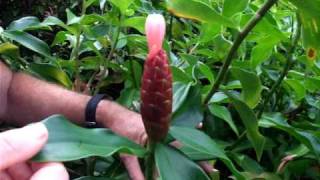 Rare Plant Care  Amazing Facts of Costus spiralis [upl. by Purity]