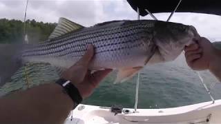 Live Blueback Herring for Summer Striped Bass on Lake Lanier [upl. by Dygal]