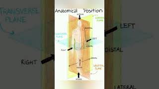 Anatomical position axis and plane [upl. by Hendon]