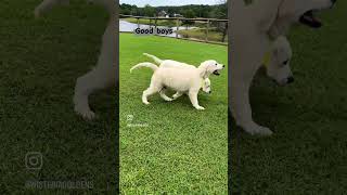 Golden Retriever puppy training session [upl. by Llewej]