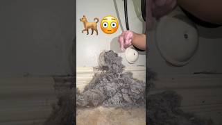 Dryer Vent Cleaning at the Dog Salon Hairy 🐕🐾 [upl. by Airan]