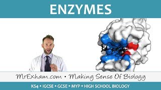 Enzymes  GCSE Biology 91 [upl. by Bright475]