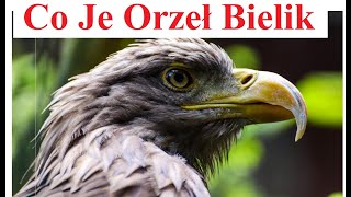 Co Je Orzeł Bielik  Co jedzą Orły Bieliki [upl. by Hamburger]