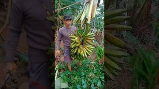 Pisang raja Lawe varietas lokal yang patut dikembangkan [upl. by Sixele]