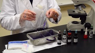 How to Perform a Gram Stain  MCCC Microbiology [upl. by Sabas]