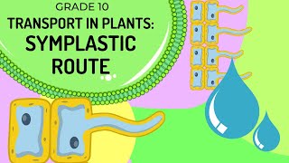 SYMPLASTIC ROUTE  Transport of water in plants via the cell cytoplasm [upl. by Waldman929]