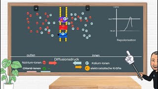 Das Aktionspotential  Erklärung und Anwendungsbeispiele in Klausuren Neurobiologie Oberstufe [upl. by Ardel]