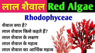 लाल शैवाल  Red Algae  Rhodophyta  characteristics and importance of red algae  Rhodophyceae [upl. by Edna]