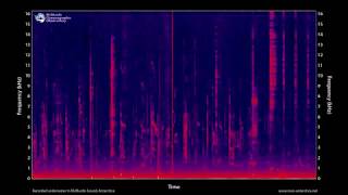 Killer whale vocalizations 100 minutes  MOO Antarctica [upl. by Nets]