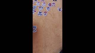 Cats versus Dogs Profis stickers  Live 28102024 cat dog stickers unboxing [upl. by Ais872]