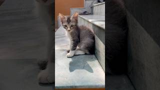 Kitten’s Adorable Meows The Cutest Sound Ever [upl. by Enelaehs]