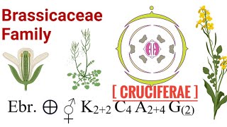 Morphology of flowering plant NCERT Part5 FOR NEET Families Cruciferae Brassicaceae [upl. by Aisad]