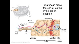 Apoplast Symplast and Vacuolar Pathway in UrduHindi [upl. by Terb]