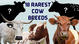 10 Rarest Cattle Cow Breeds in the United States [upl. by Giesecke]