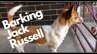 Jack Russell Barking  Happy Puppy [upl. by Hilleary18]