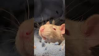 Pet rat sniffing  cute pets rat petrats [upl. by Eeltrebor]