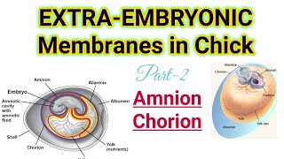 Part2Extra Embryonic Membranes in ChickAmnion and ChorionMSc BSc CSIRNET Zoology [upl. by Nyleek]