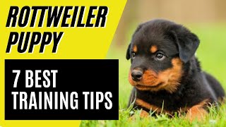 7 BEST Rottweiler Puppy Training Tips  How to train a Rottweiler [upl. by Nabla49]