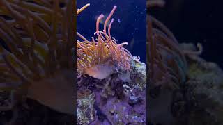 Our Anemone Split last night anemone saltwater aquarium fun [upl. by Farl]