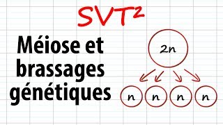 Méiose et brassages génétiques SVT²révisions BAC [upl. by Bergerac]