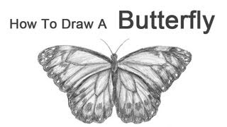 How to Draw a Butterfly [upl. by Gillette]