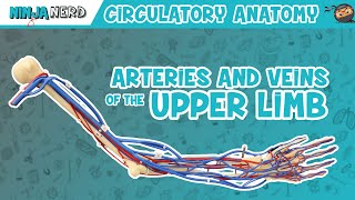 Circulatory System  Arteries amp Veins of the Upper Limb  Vascular Arm Model [upl. by Kerwinn500]