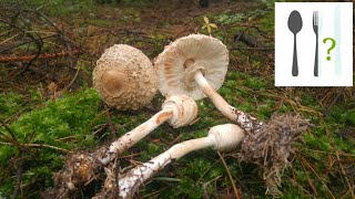 Czubajka czerwieniejąca Chlorophyllum rachodes Mazury [upl. by Alyam35]