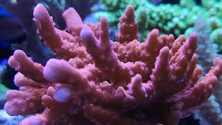 Orange montipora setosa in sps tank [upl. by Niowtna]