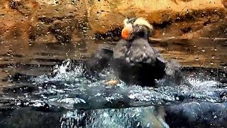 めっちゃハイテンションなエトピリカ （葛西臨海水族園）Hyper Tufted Puffin [upl. by Cassandry]