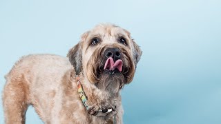 How to Understand Your Soft Coated Wheaten Terriers Vocalization Habits [upl. by Jenni999]