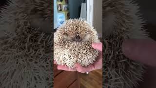 rescue and care of hedgehogs hedgehog cute animal Short [upl. by Etnauq]