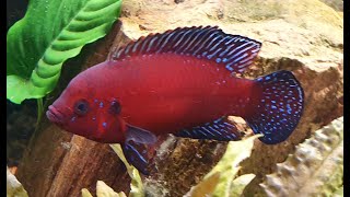 Hemichromis exsul  turkana  1  fights [upl. by Arod491]