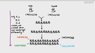 172 Genetic Variation Cambridge AS A Level Biology 9700 [upl. by Udenihc590]