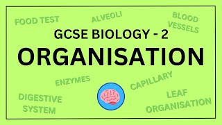 AQA GCSE Biology in 10 Minutes  Topic 2  Organisation [upl. by Drofniw]