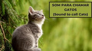 Som para chamar gatos  Sound to call cats [upl. by Erving]