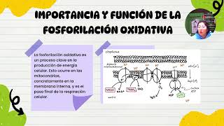 ciclo de krebs [upl. by Dittman]